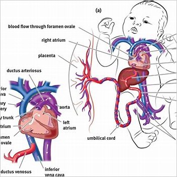 Fetal Circulation Fetal Circulatory System