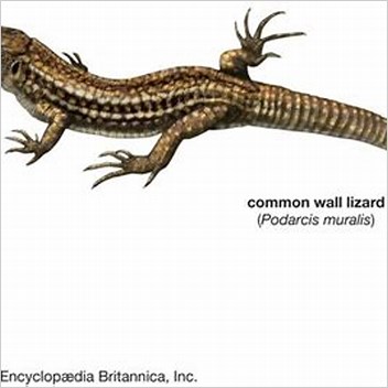 Lacerta Genus Further Reading