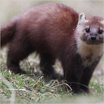 Newfoundland Pine Marten Diet